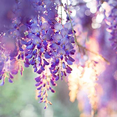 IMG NAIL ART SHADES OF GLYCINE